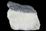 Bargain, Crotalocephalina Trilobite - Foum Zguid, Morocco #84693-1